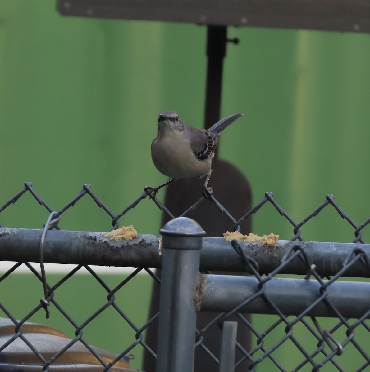 Northern Mockingbird - ML646666413