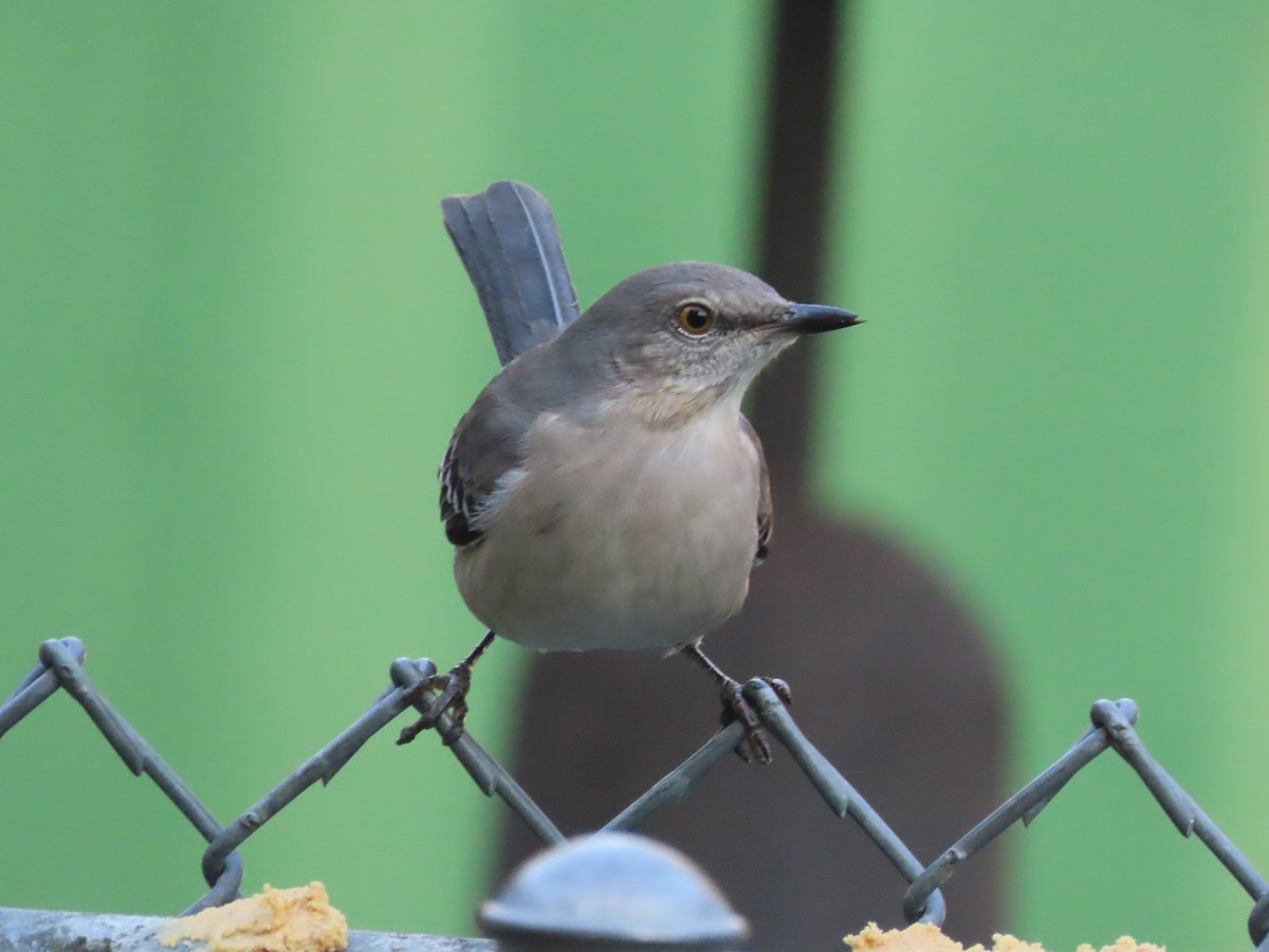 Northern Mockingbird - ML646666414