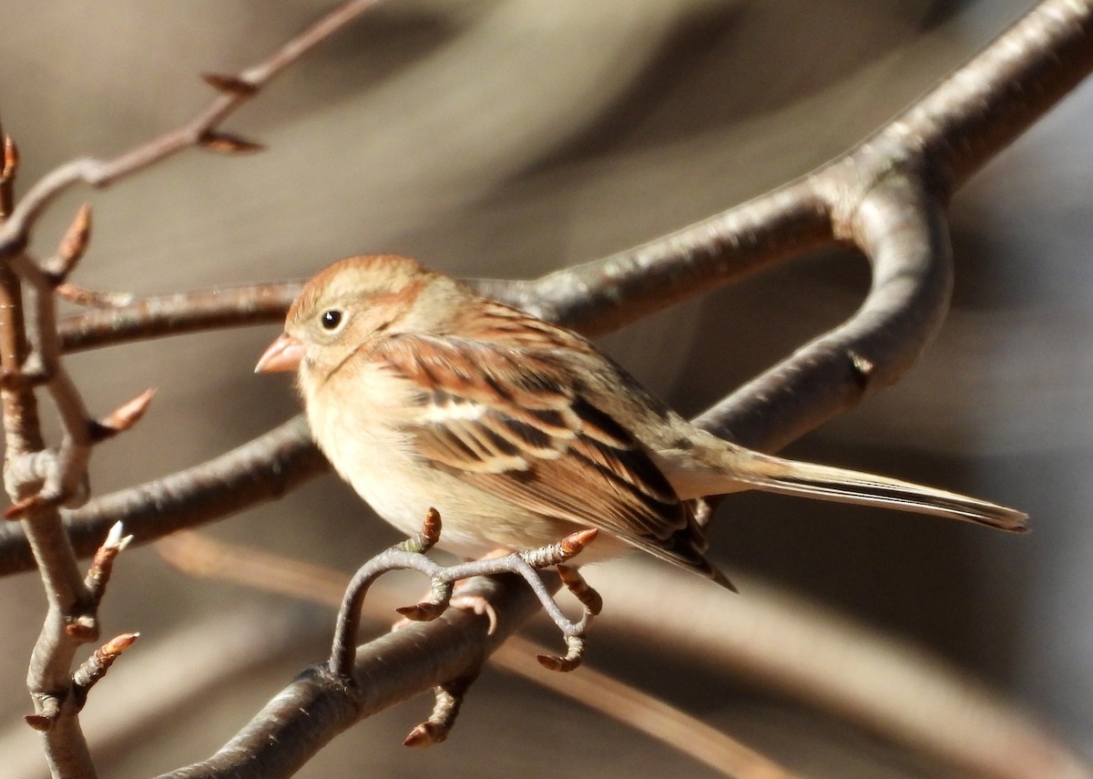 Field Sparrow - ML646666415