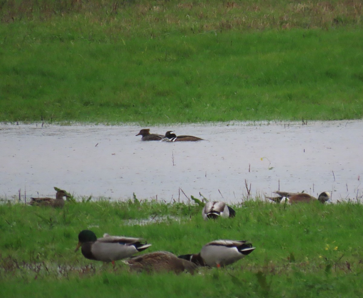 Ahate txistulari amerikarra - ML646666416