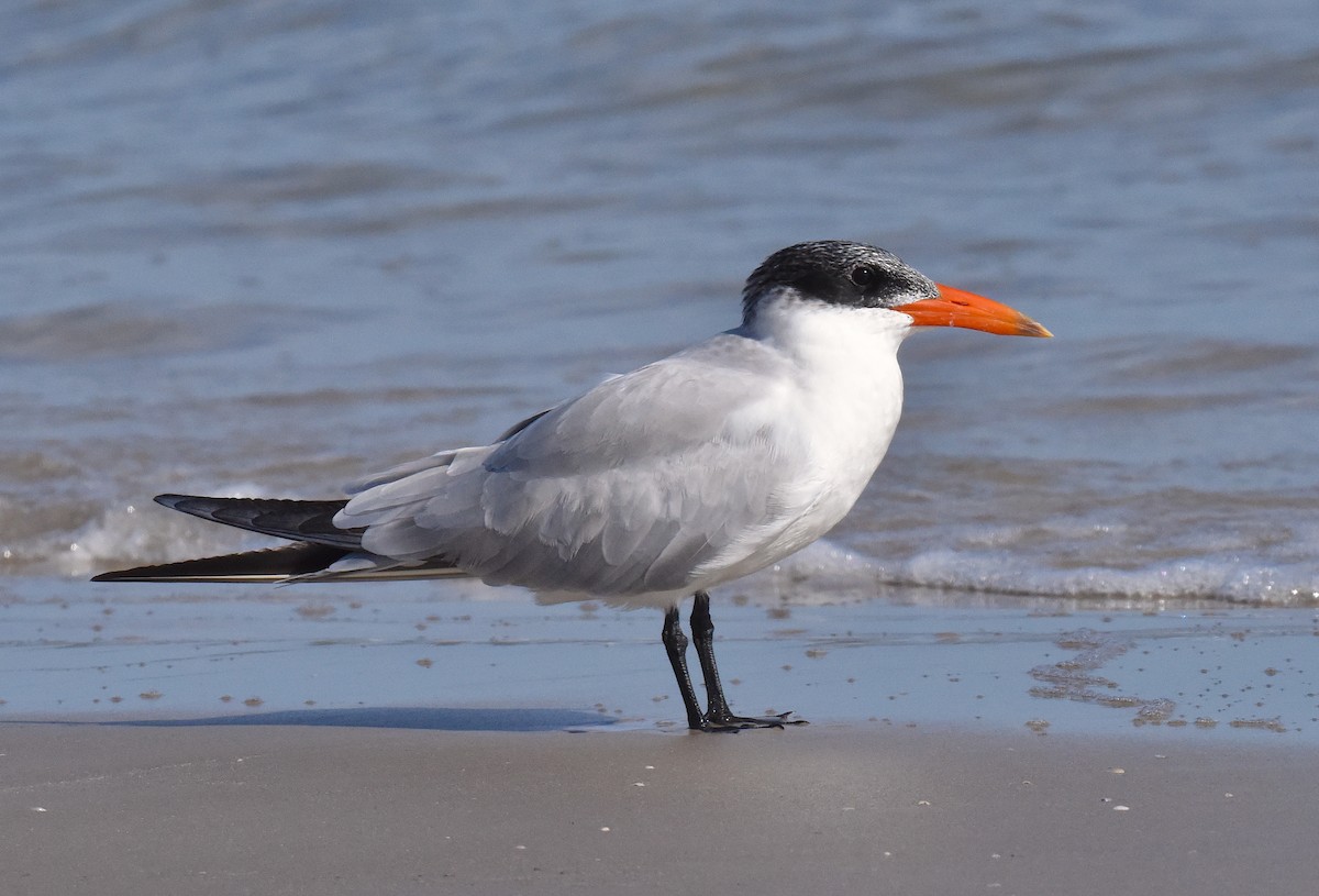 Caspian Tern - ML646666417