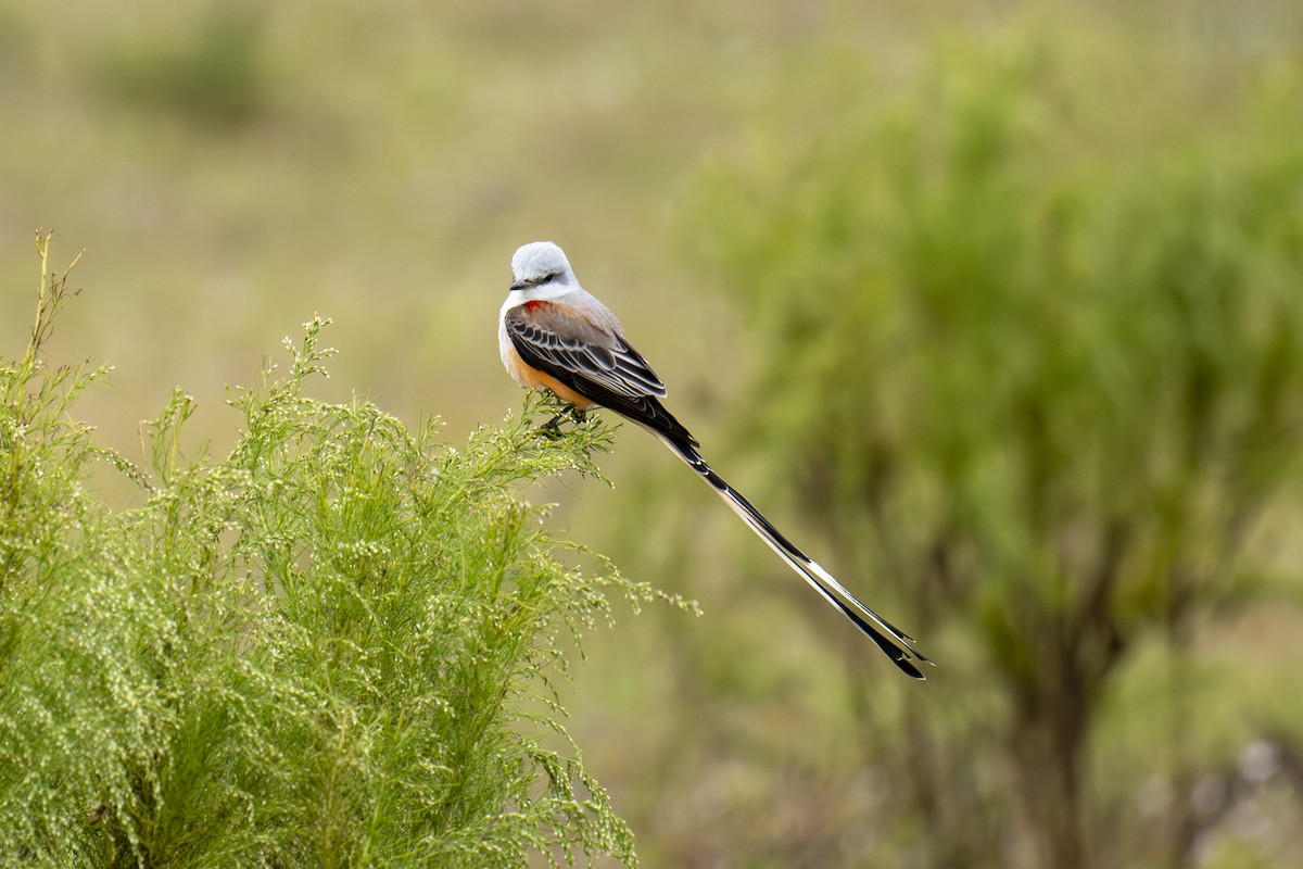 Scissor-tailed Flycatcher - ML646666418