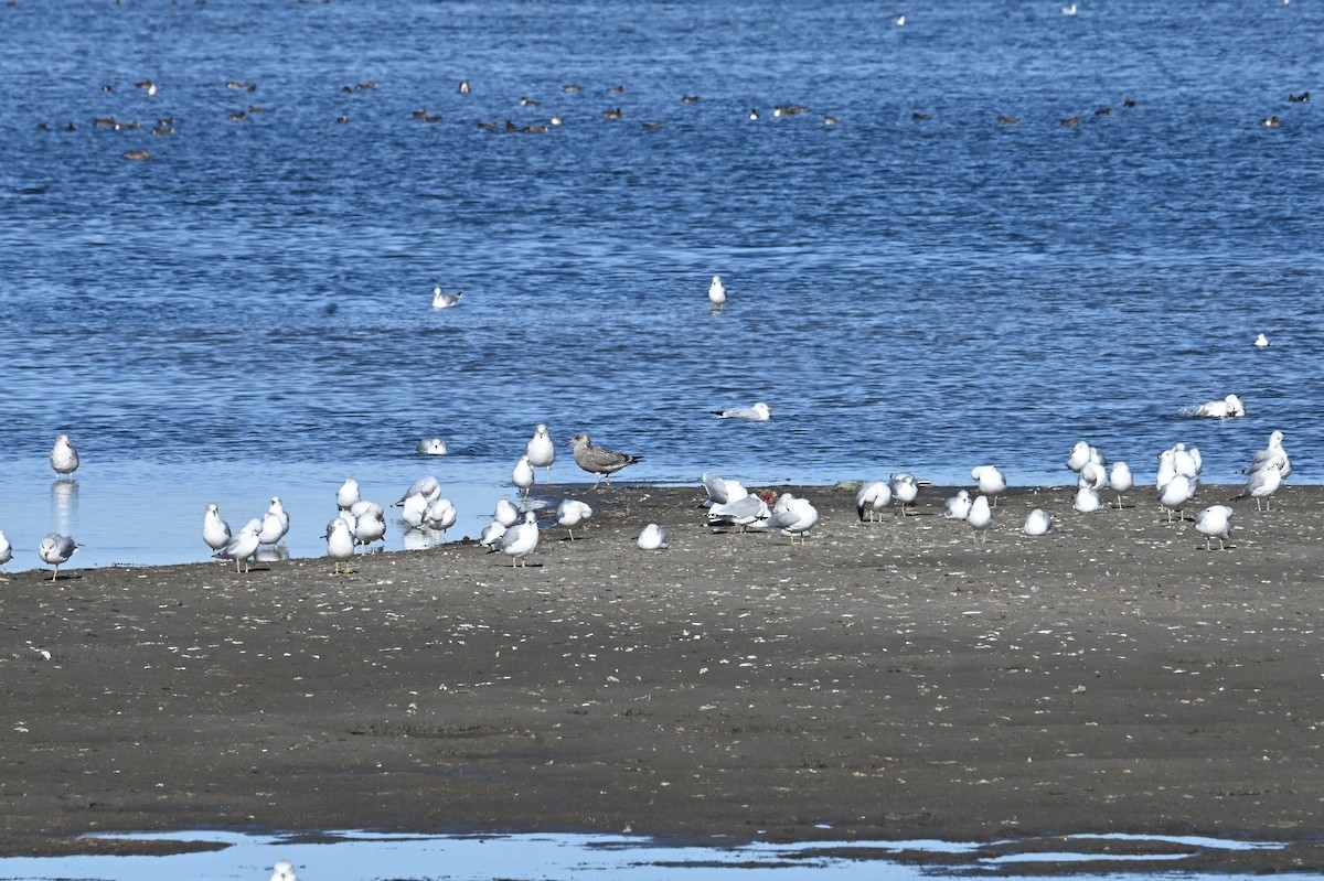American Herring Gull - ML646666420
