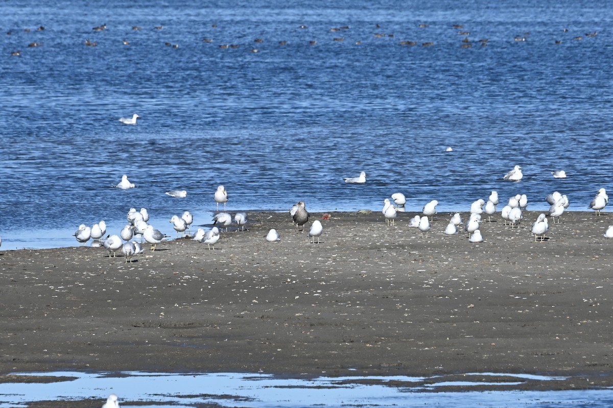 American Herring Gull - ML646666421