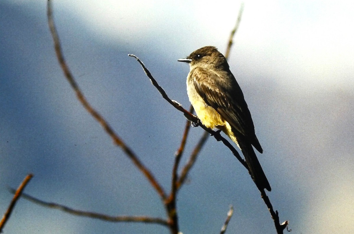 Феб великий - ML646666423