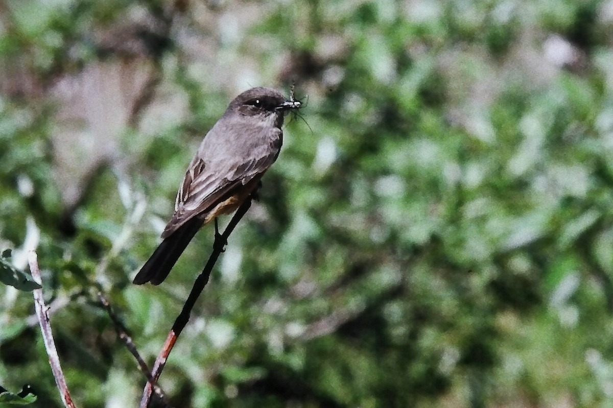 Феб великий - ML646666424