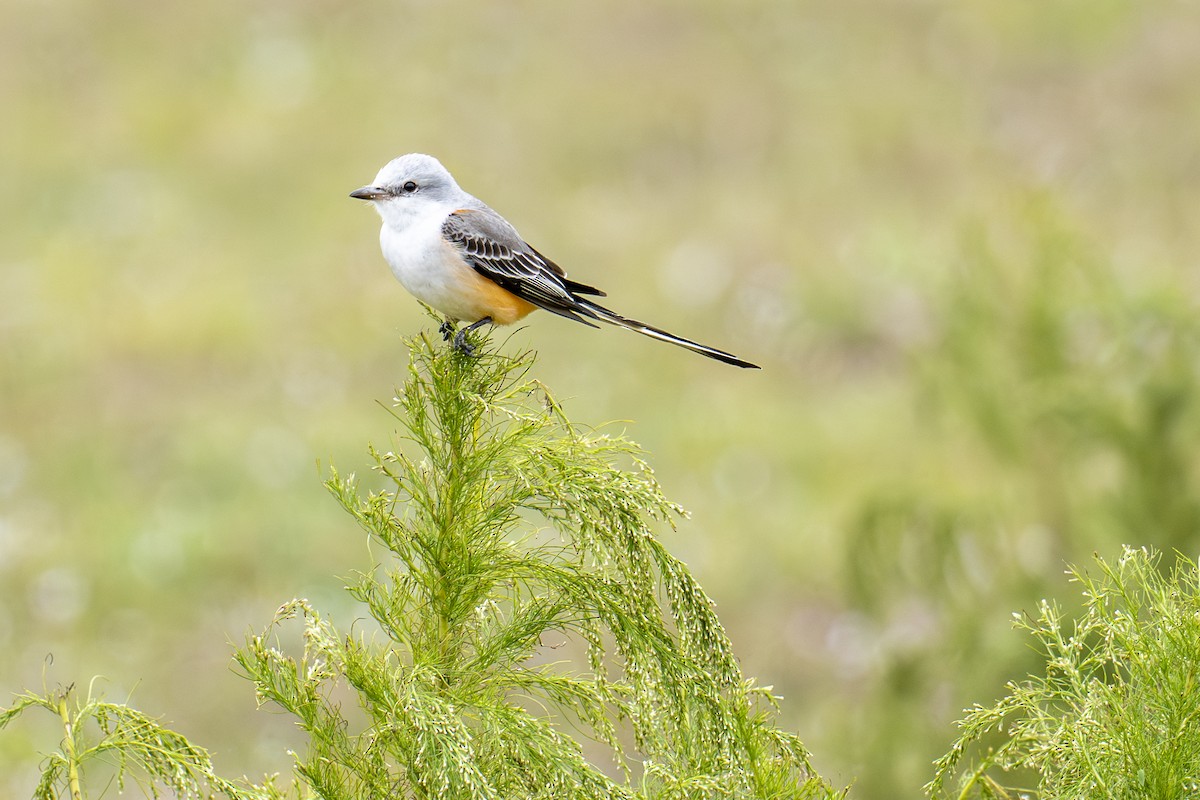 Scissor-tailed Flycatcher - ML646666432