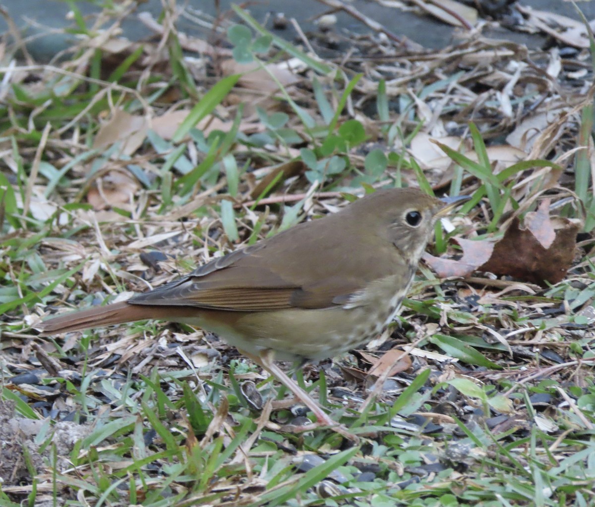Hermit Thrush - ML646666441