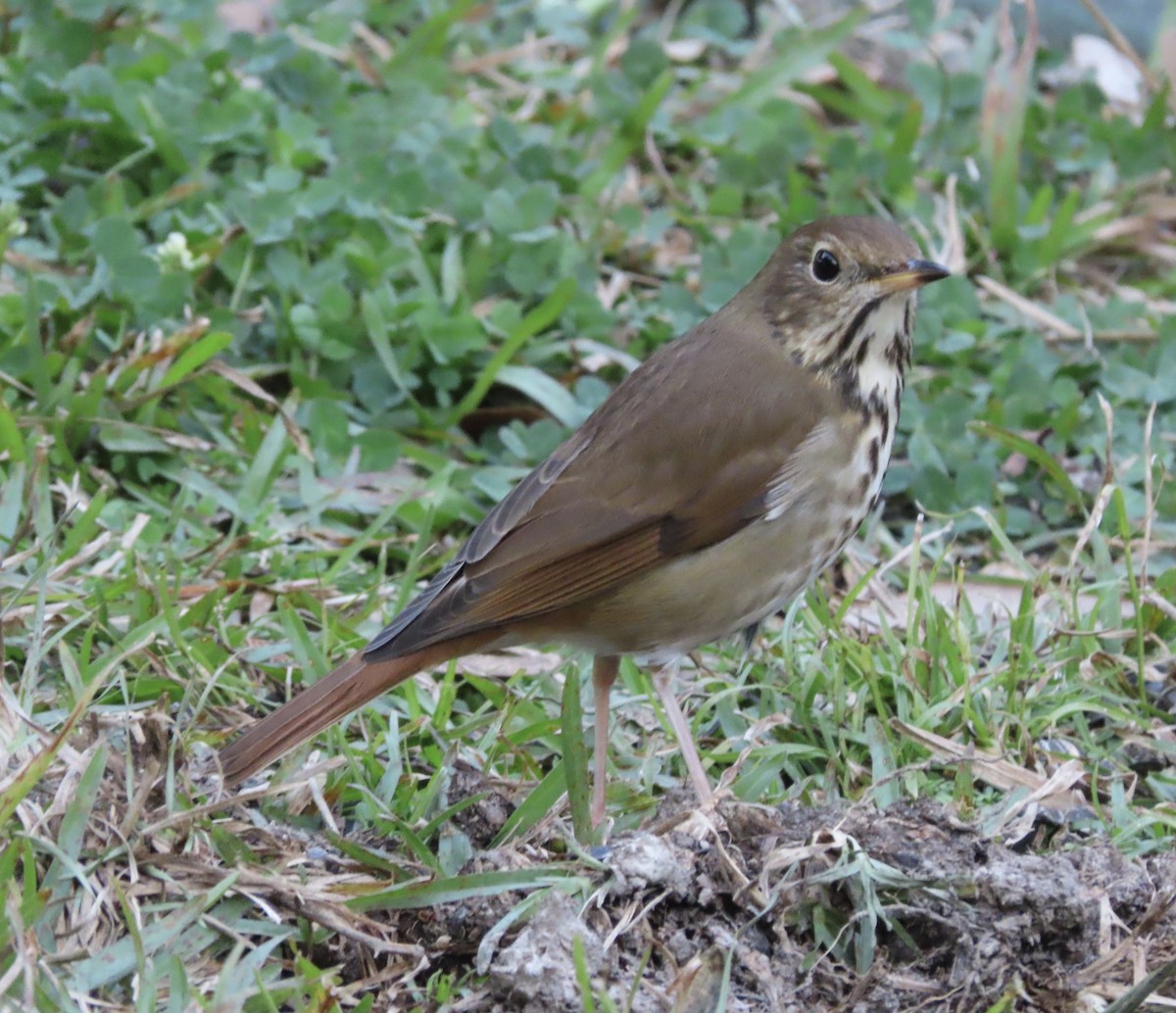 Hermit Thrush - ML646666442