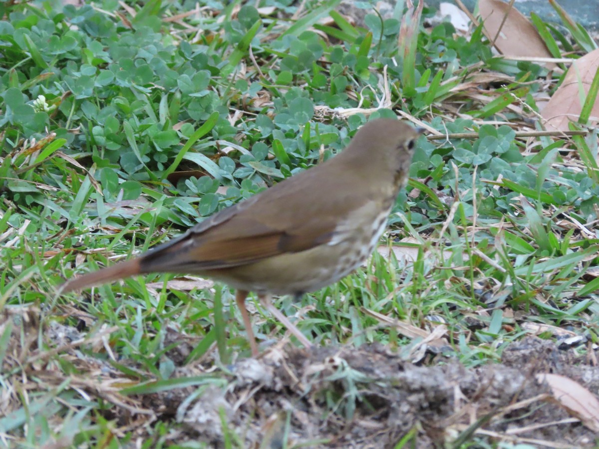 Hermit Thrush - ML646666443