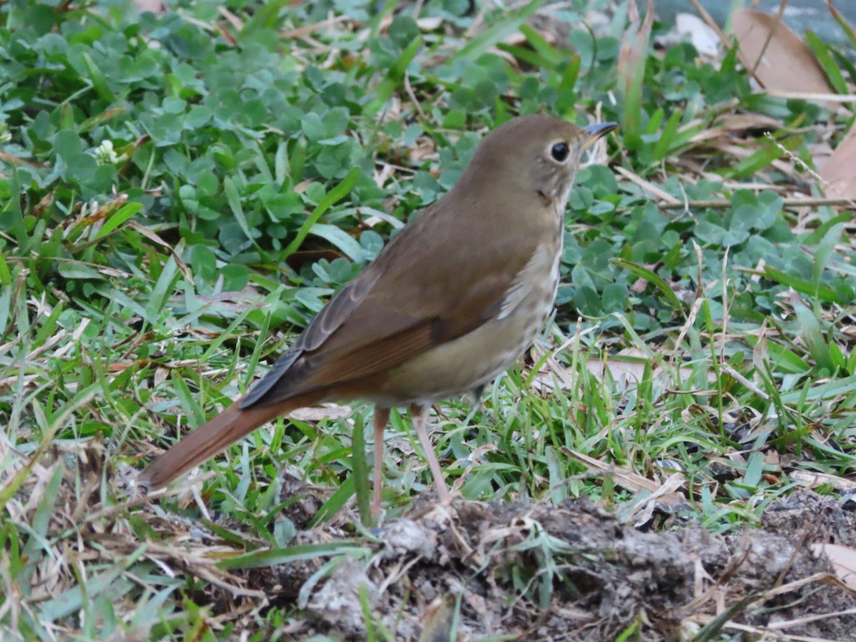 Hermit Thrush - ML646666444