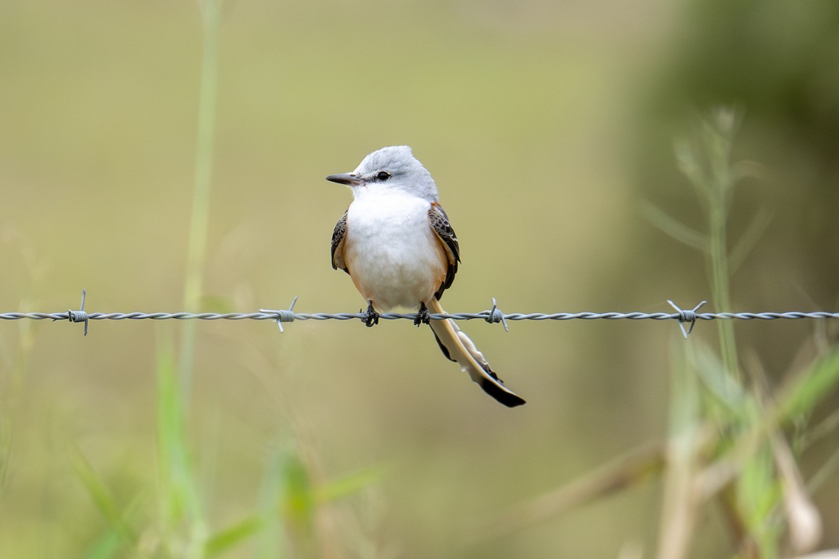 Scissor-tailed Flycatcher - ML646666447
