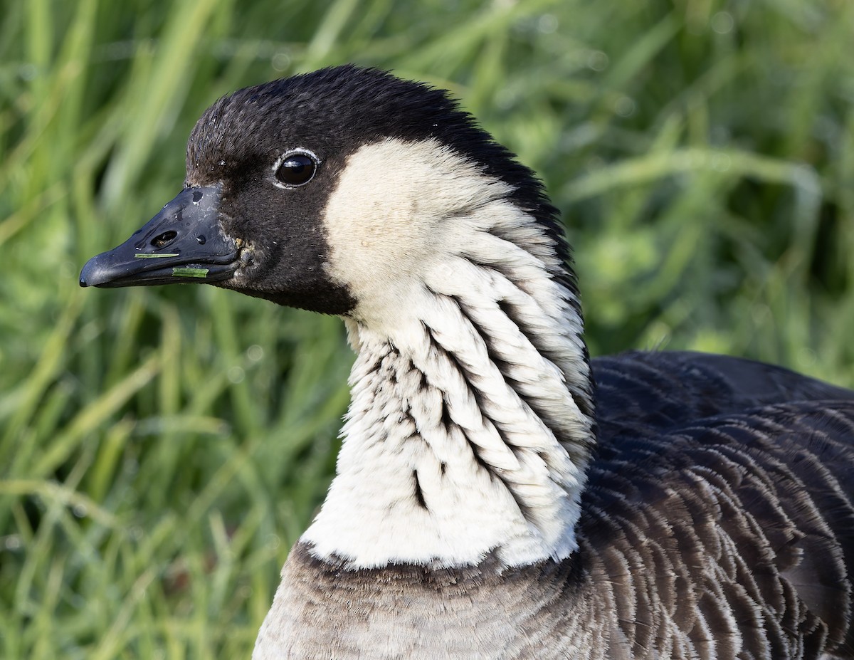 Barnacla Nené - ML646666449