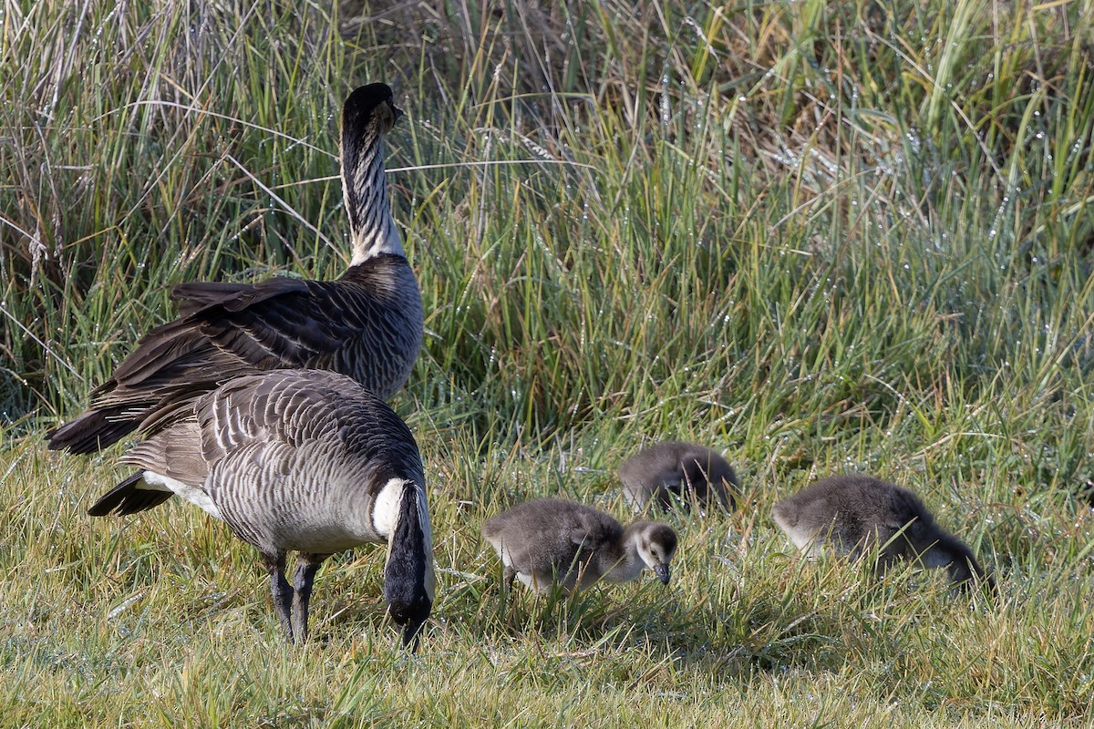 Barnacla Nené - ML646666450