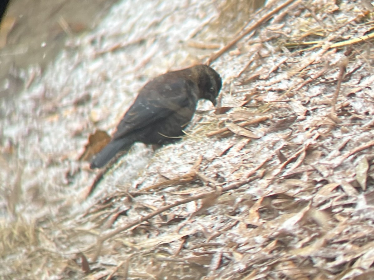 Rusty Blackbird - ML646666451
