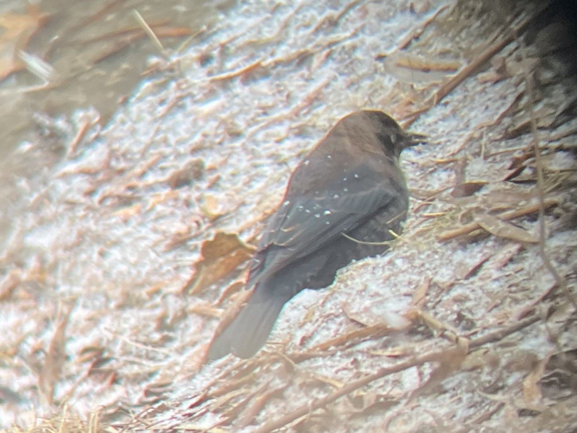 Rusty Blackbird - ML646666452