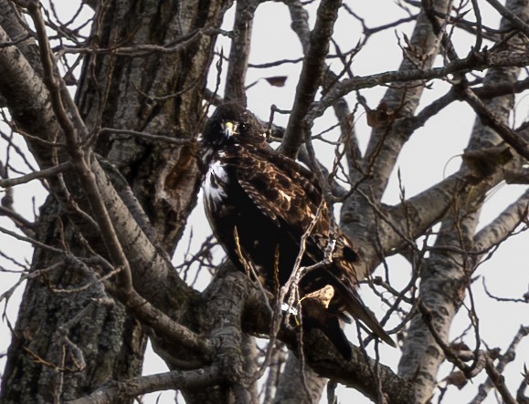 Red-tailed Hawk - ML646666454