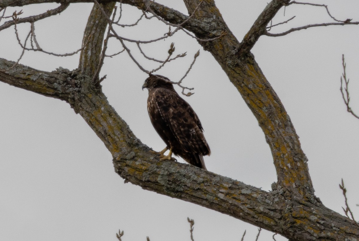 Red-tailed Hawk - ML646666455