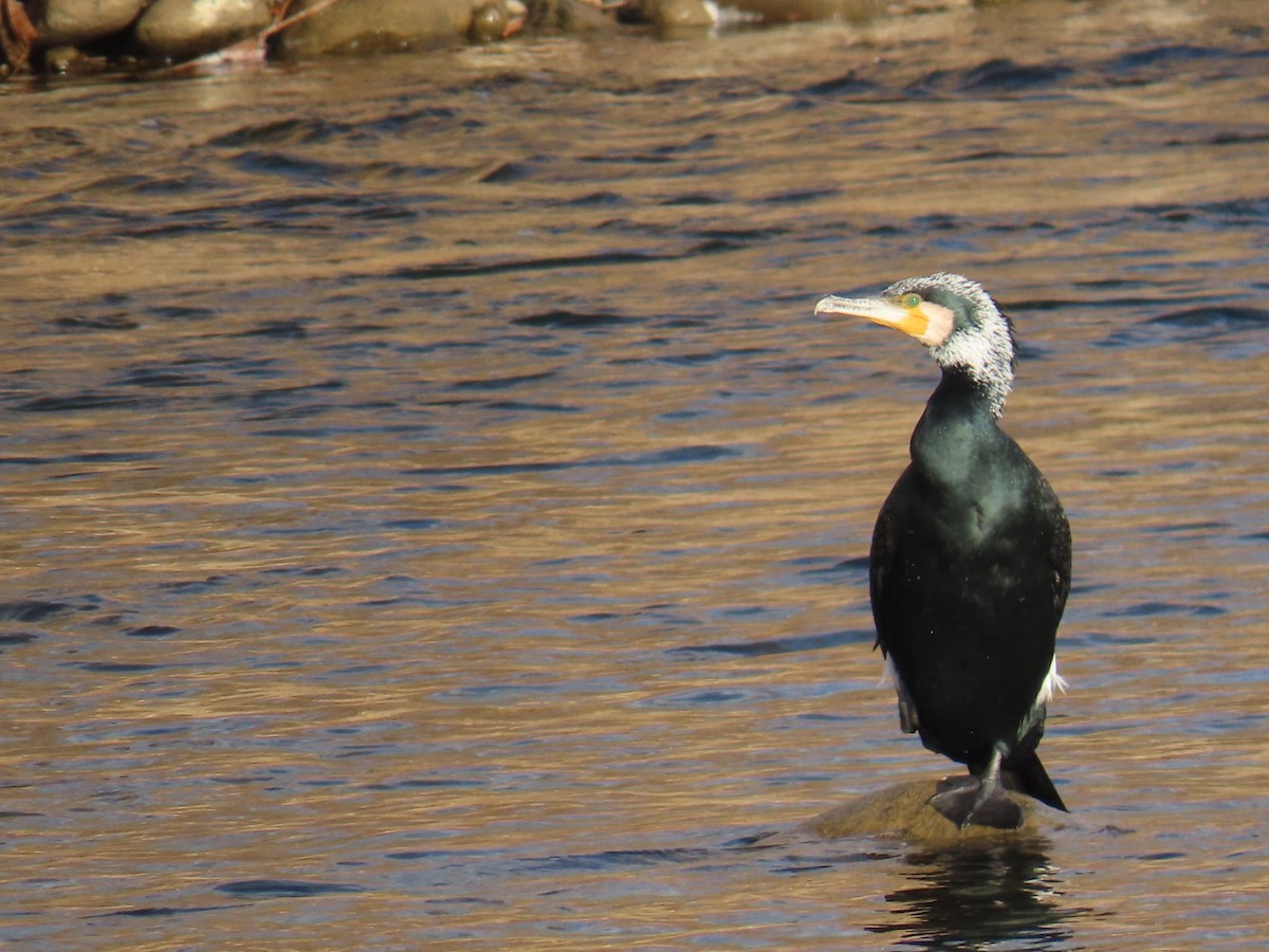 Great Cormorant - ML646666458