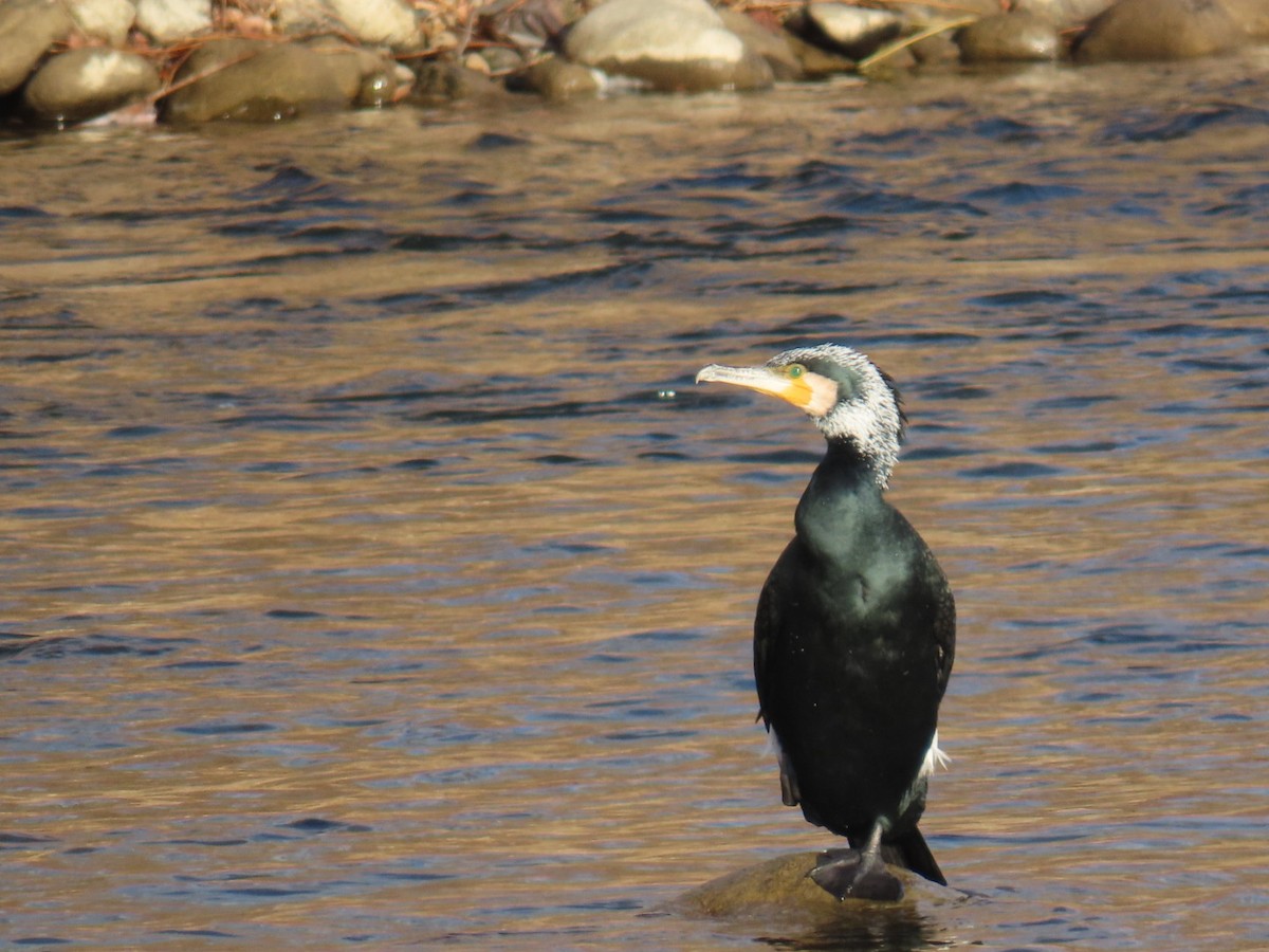 鸕鷀 - ML646666459