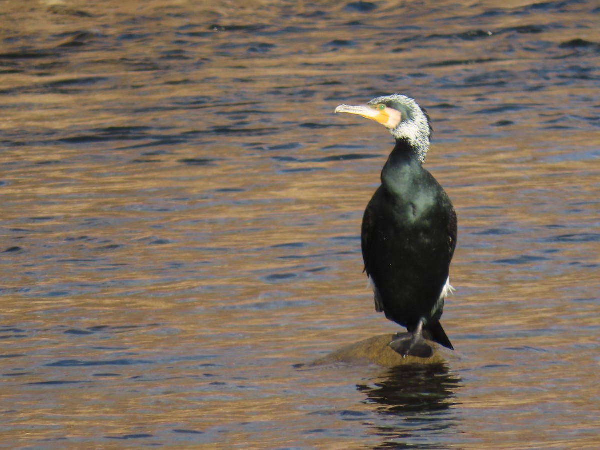 鸕鷀 - ML646666460