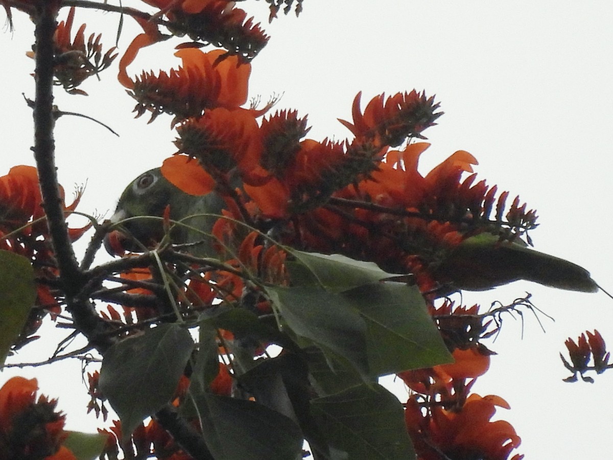 Амазон тринідадський - ML646666465