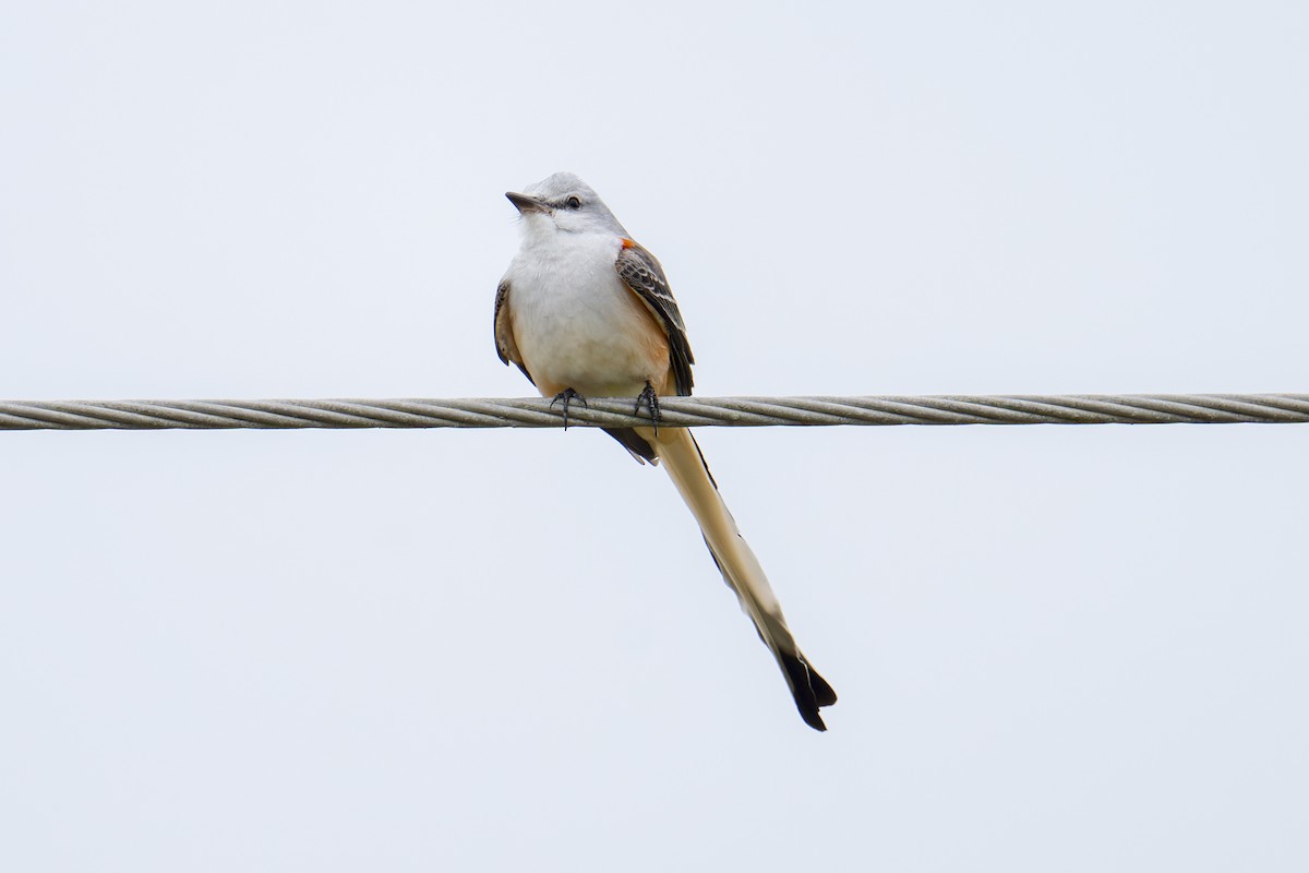 Scissor-tailed Flycatcher - ML646666466
