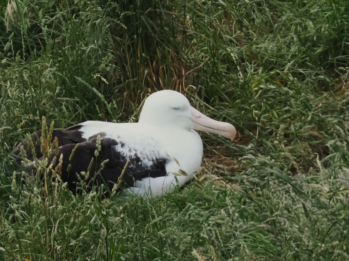 Northern Royal Albatross - ML646666468