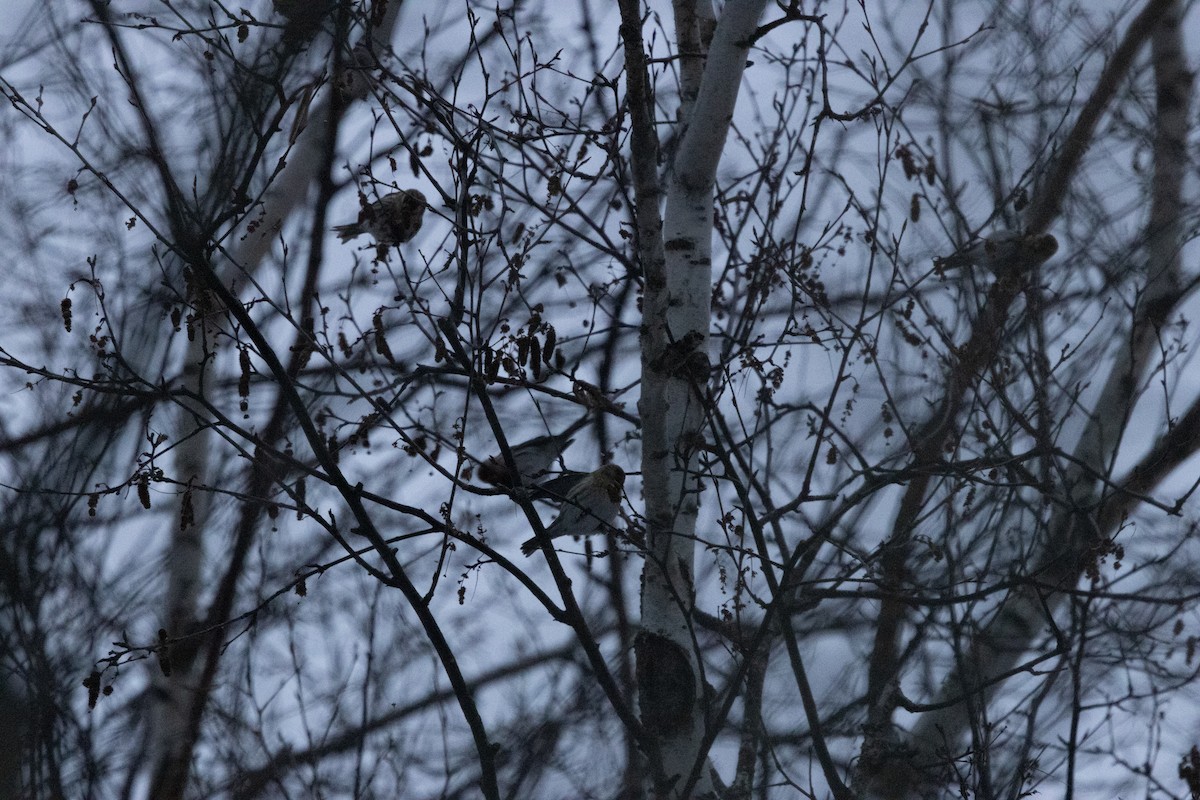 Redpoll (Common) - ML646666469