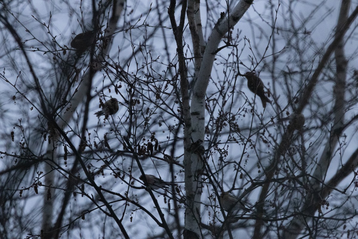 Redpoll (Common) - ML646666470