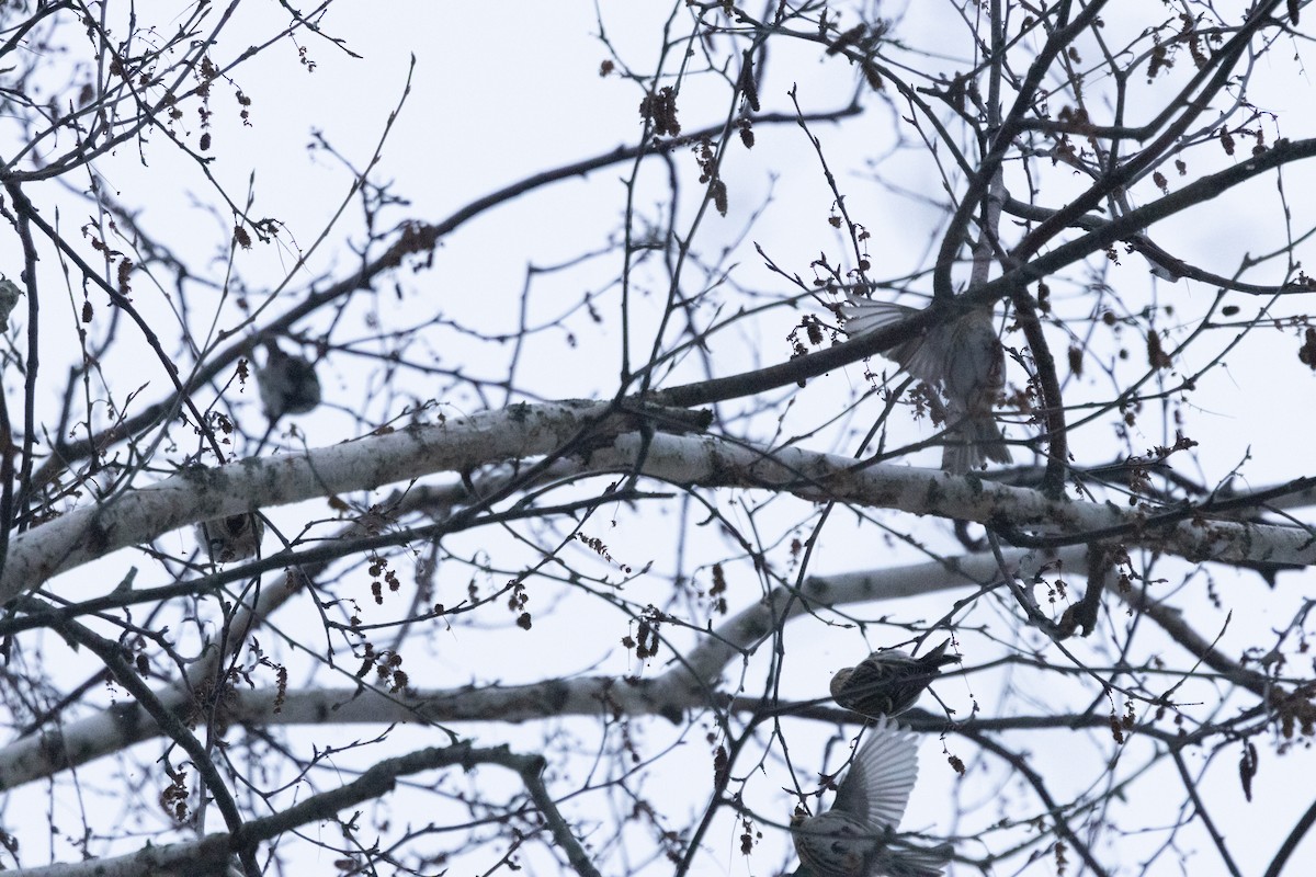 Redpoll (Common) - ML646666471