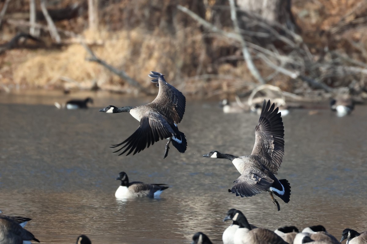 Kanadagans - ML646666472