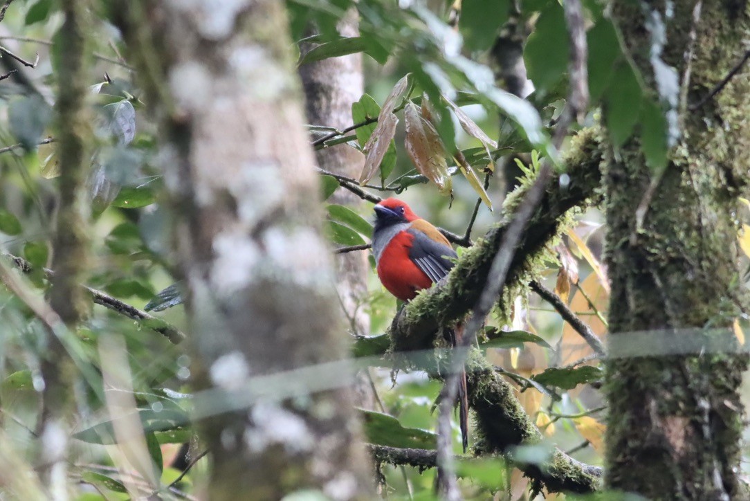 trogon šedoprsý - ML646666473