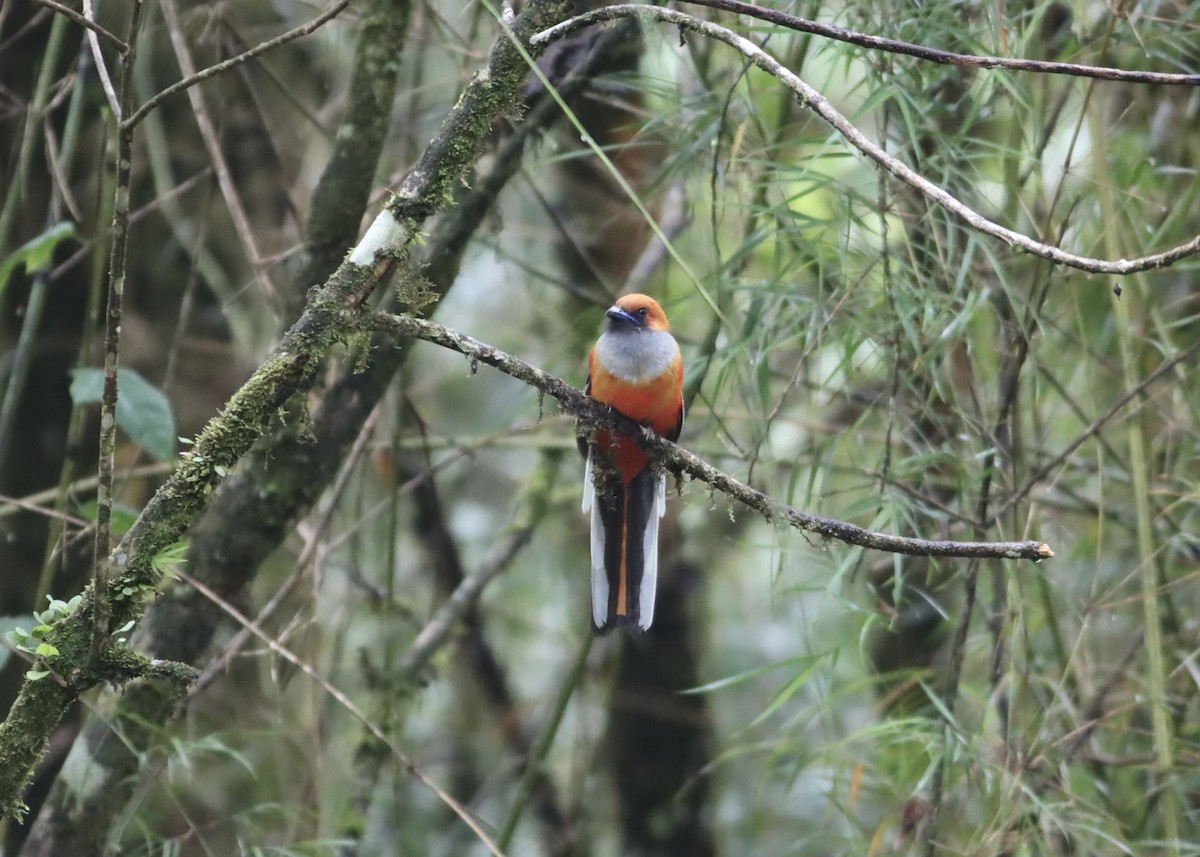 trogon šedoprsý - ML646666474