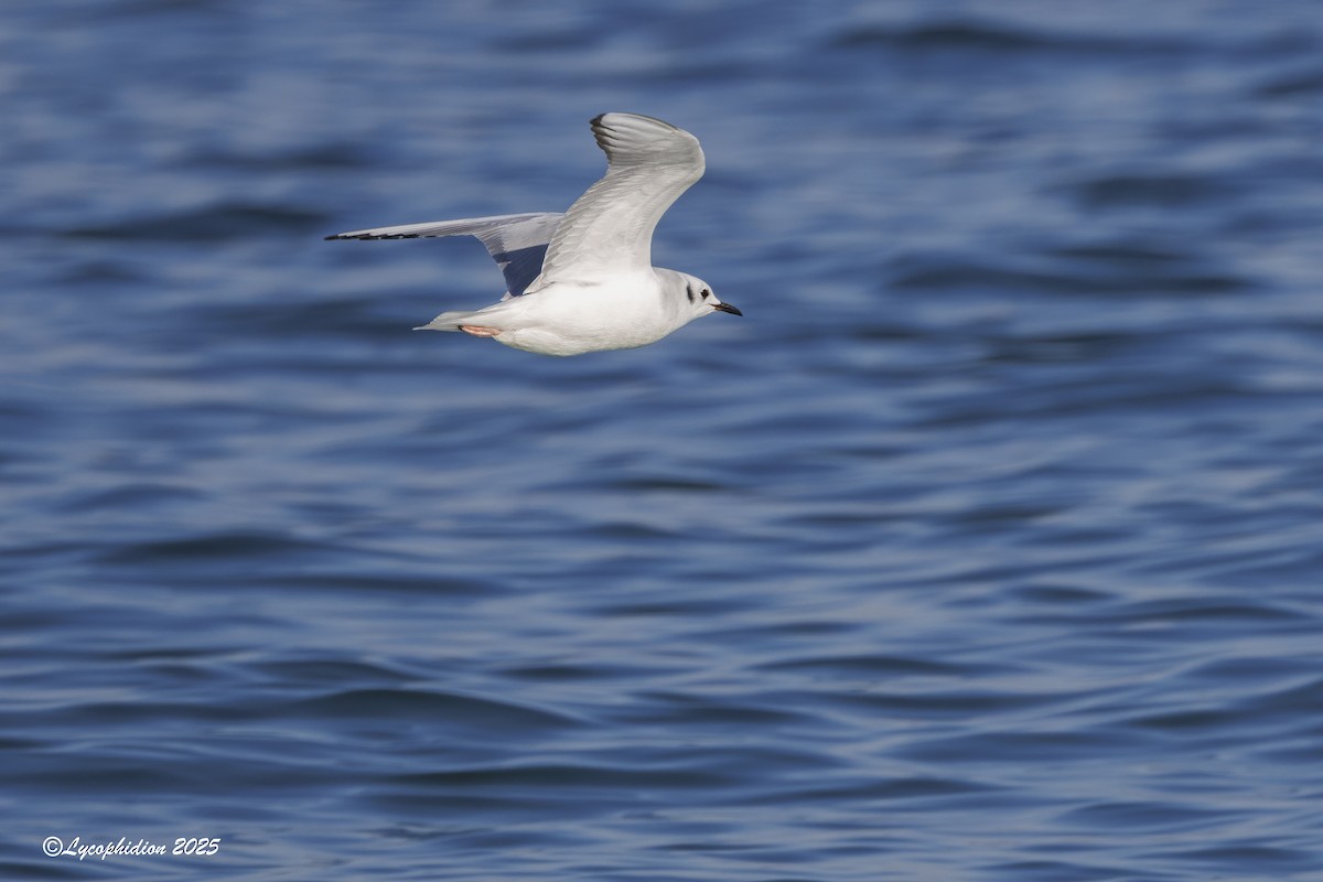 Bonaparte's Gull - ML646666477