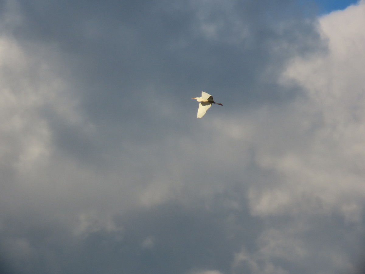 大白鷺 - ML646666478