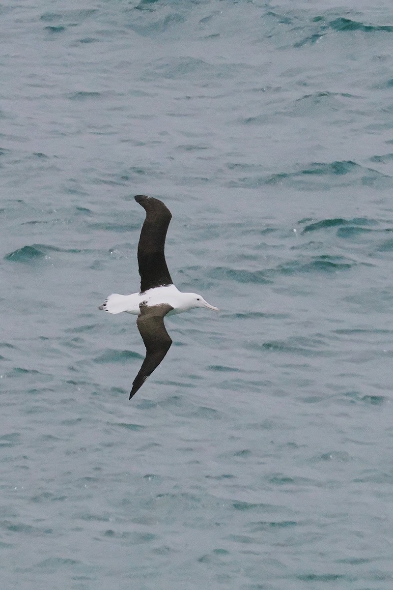 Northern Royal Albatross - ML646666480