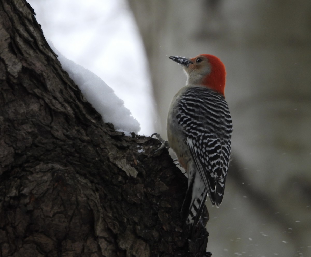 Red-bellied Woodpecker - ML646666482
