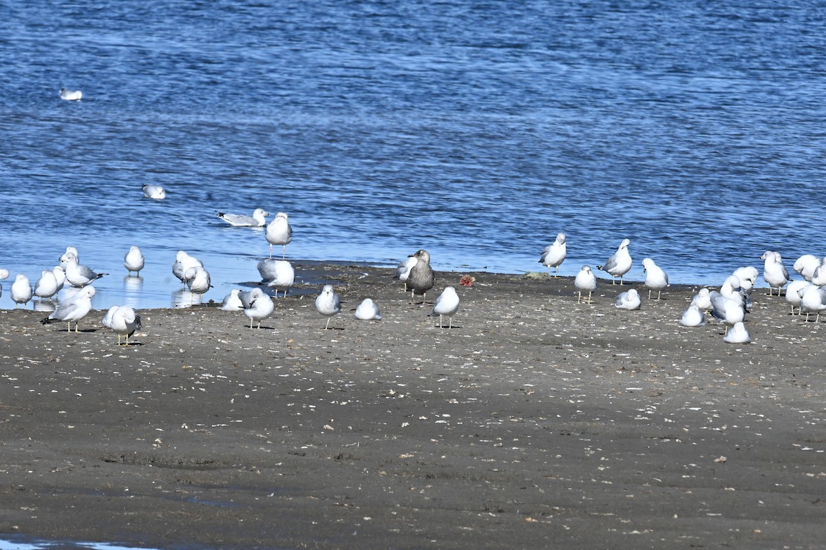 American Herring Gull - ML646666484