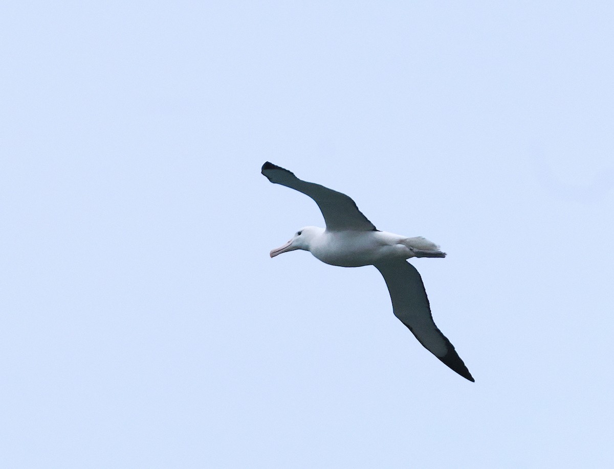 Northern Royal Albatross - ML646666488
