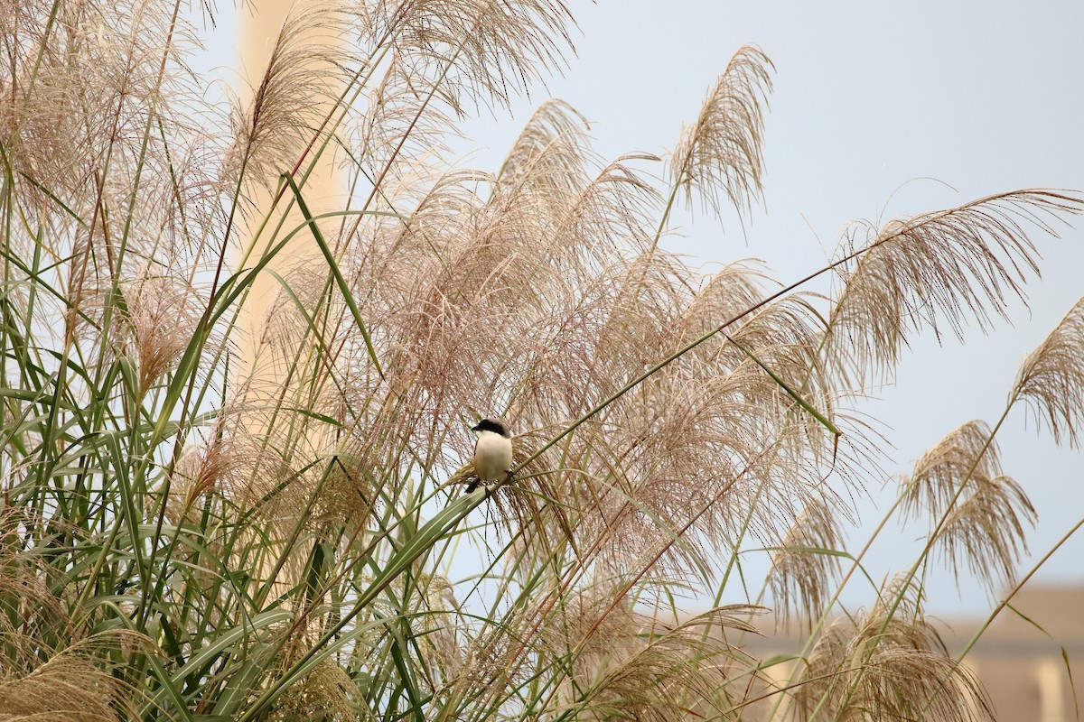 Pie-grièche schach - ML646666490