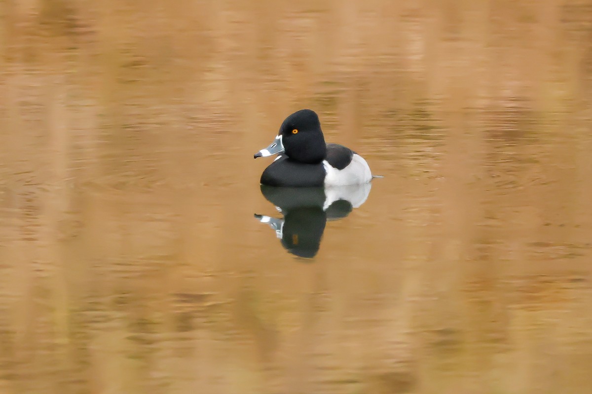 Fuligule à collier - ML646666499