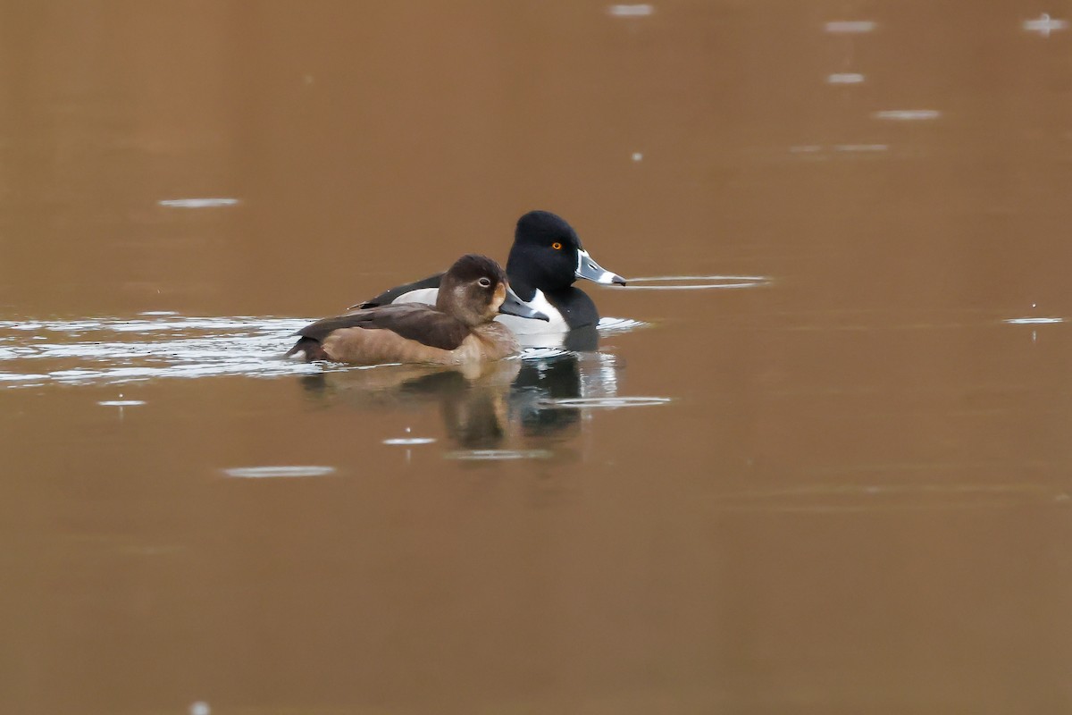 Fuligule à collier - ML646666500