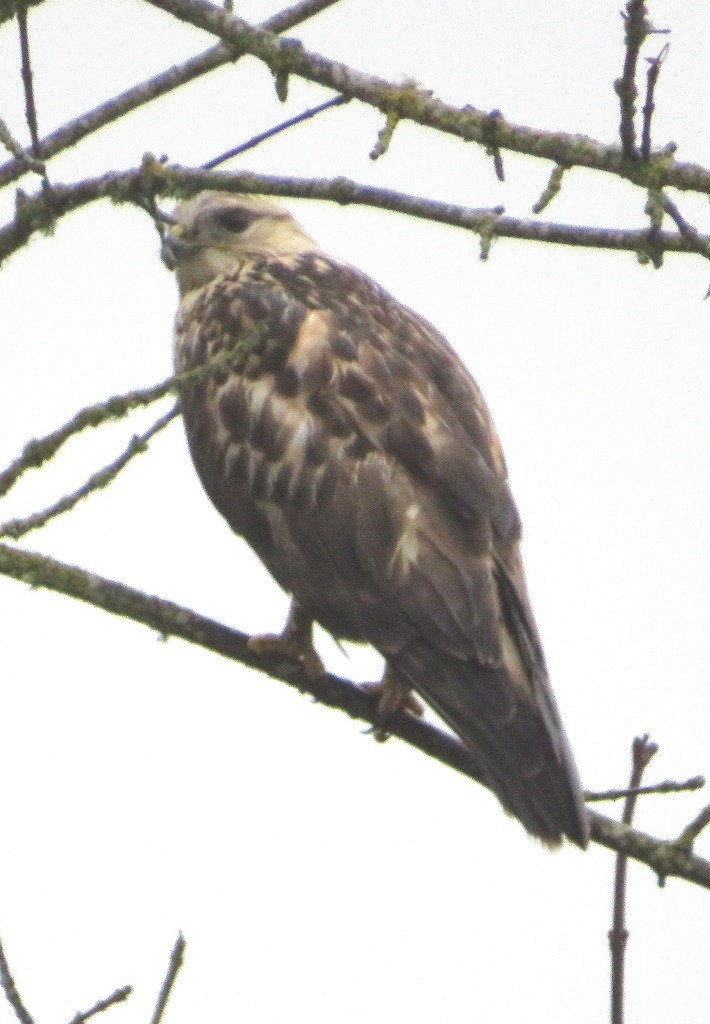 Busardo Calzado - ML646666503