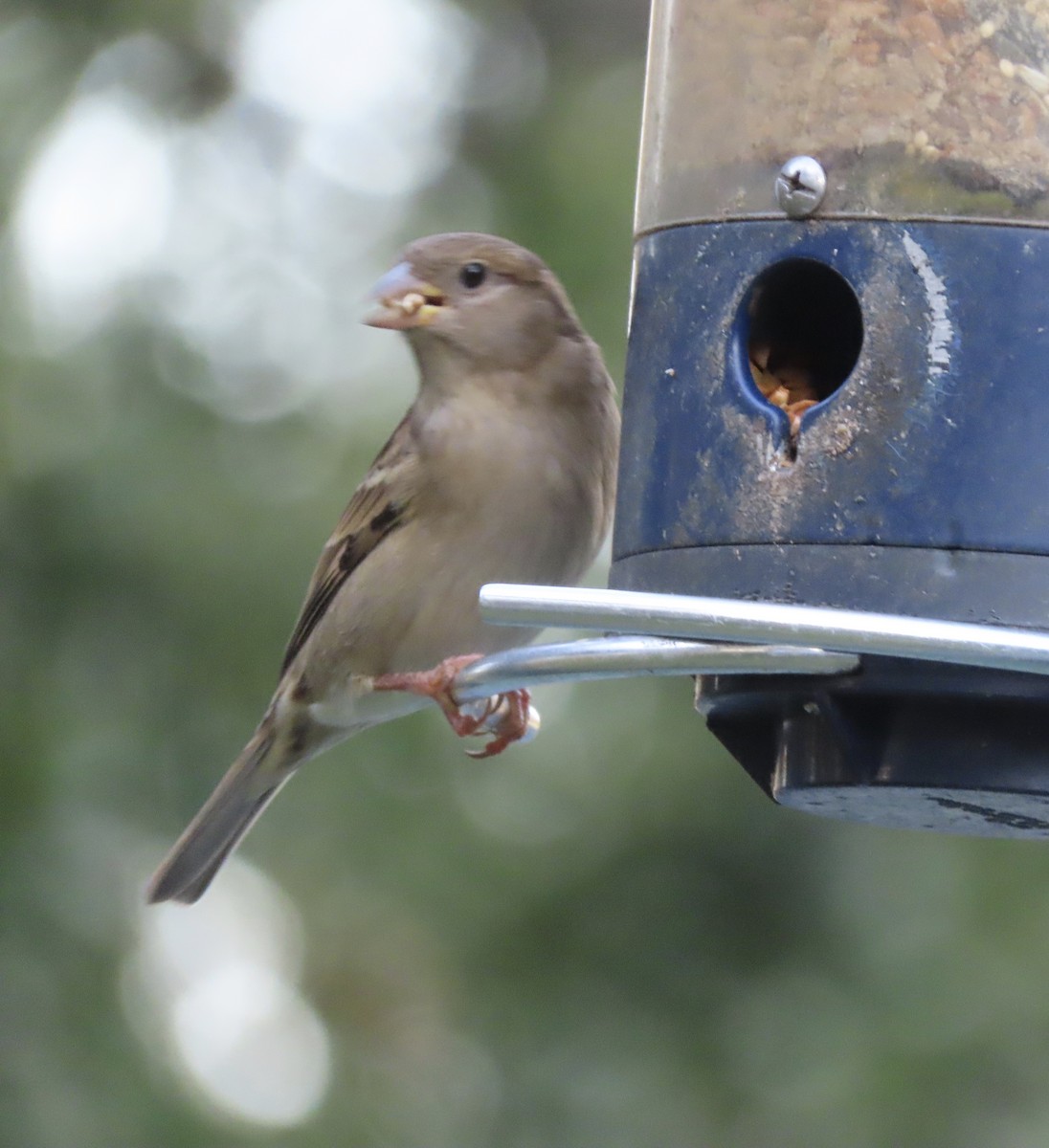 House Sparrow - ML646666506
