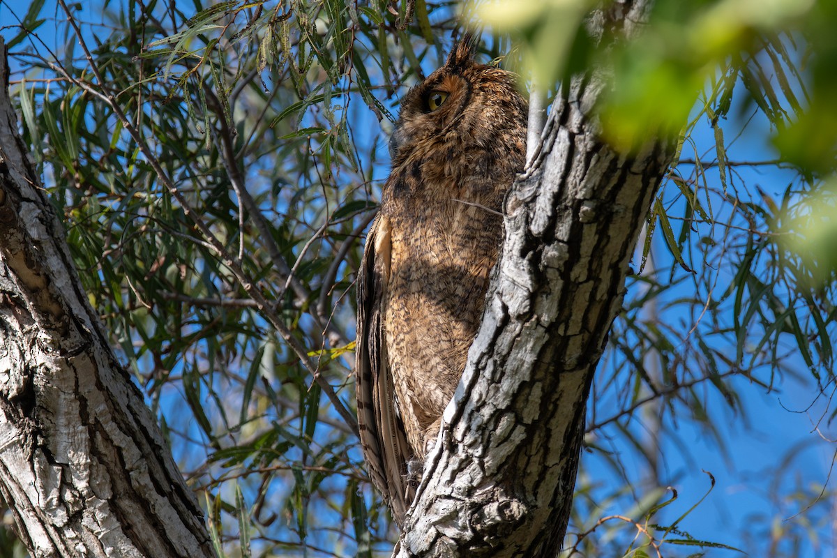 Great Horned Owl - ML646666508