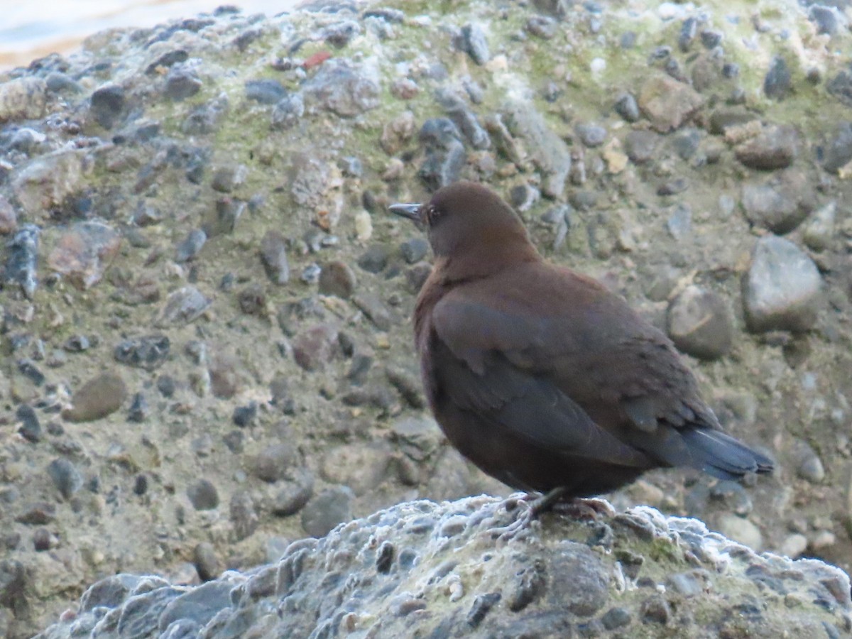 河烏 - ML646666509