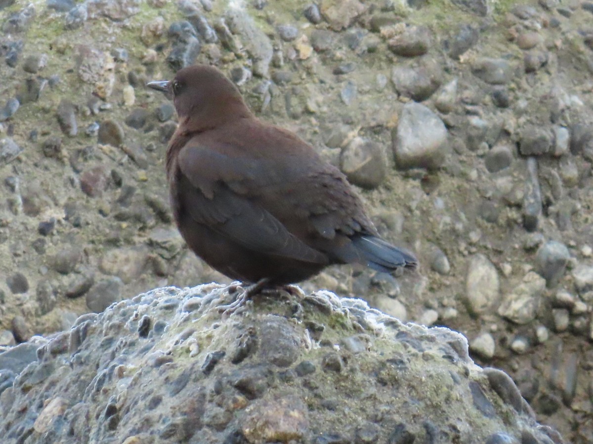 河烏 - ML646666510