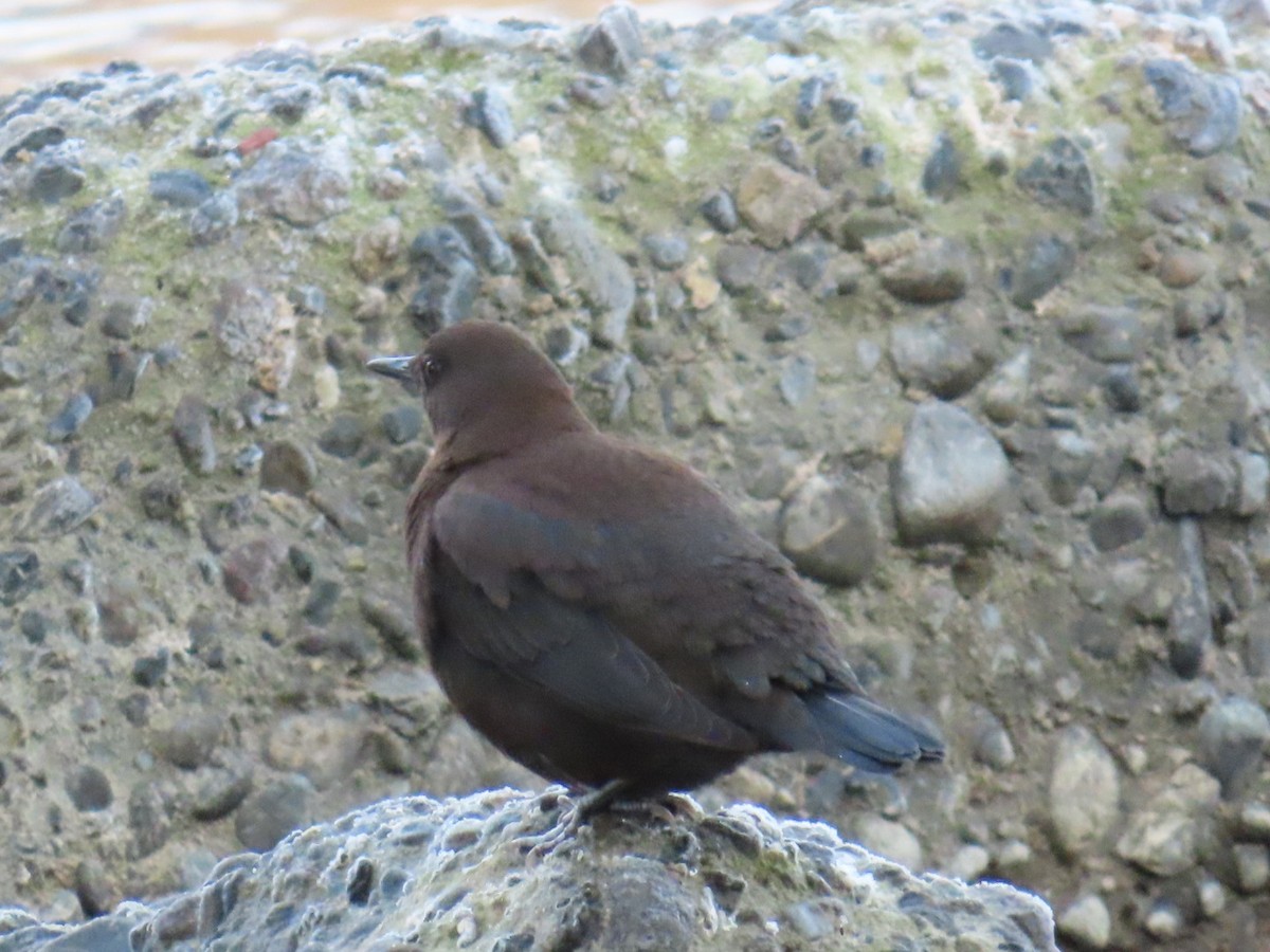 河烏 - ML646666511