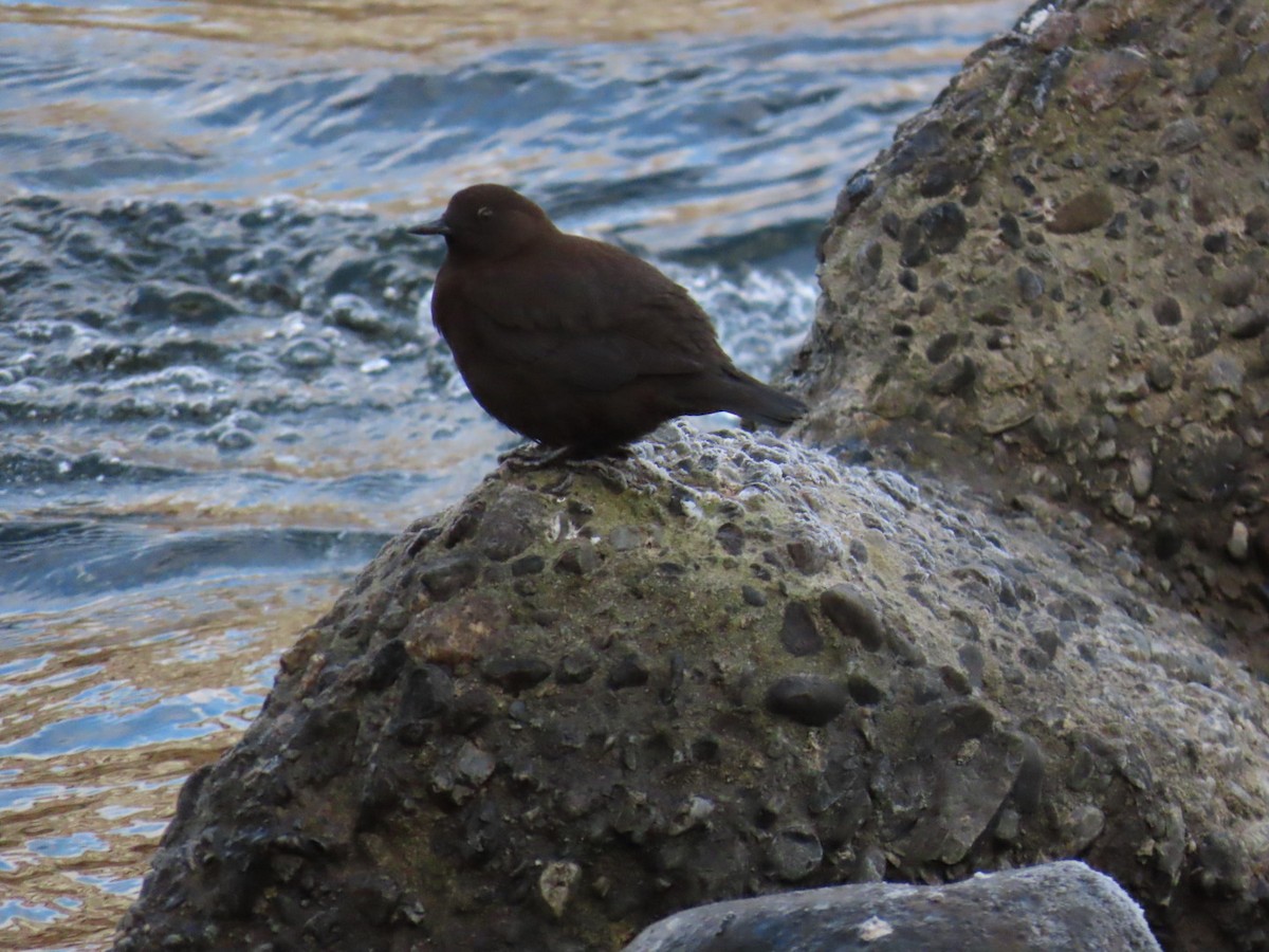 河烏 - ML646666512